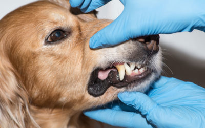 Tips for brushing your puppy, kitten or full-grown pet’s teeth