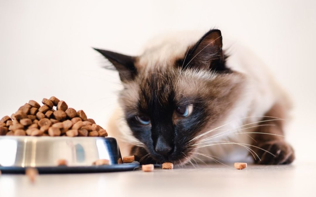 Nourish Your Pet with the Best Diet