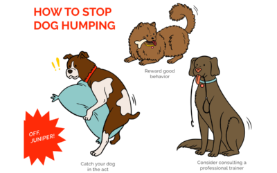 Humping: dogs mount for more than sexual reasons  There’s no reason to be embarrassed, but action is required if it’s constant