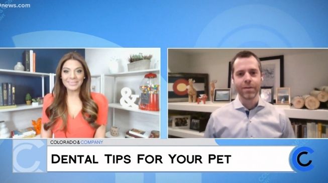 pet dental tips