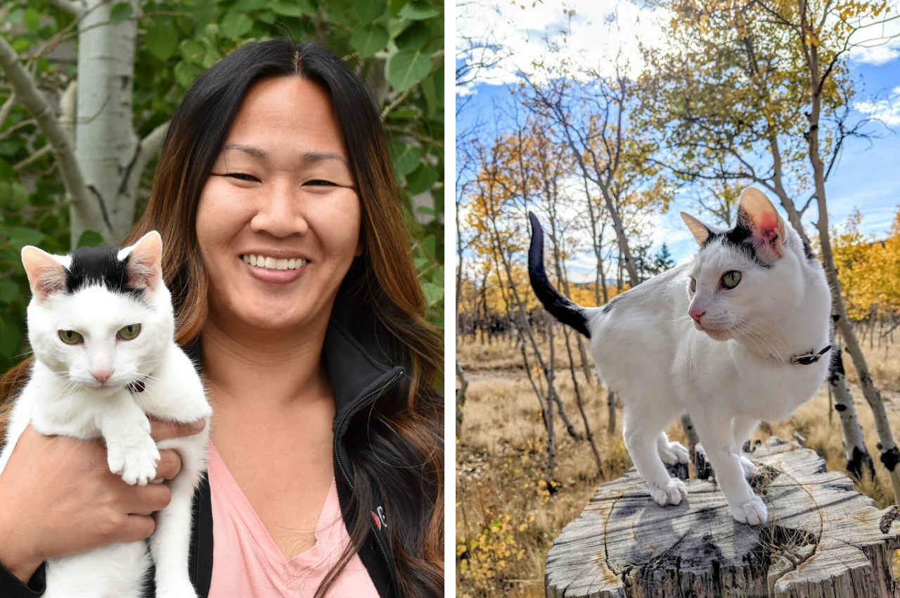 5 Tips For Senior Cats Goodheart Animal Health Centers