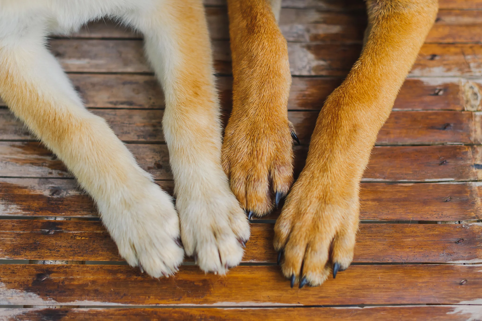 dog-biting-nails