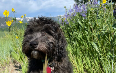 Why is my dog eating grass?  7 factors behind your dog's lawn munching