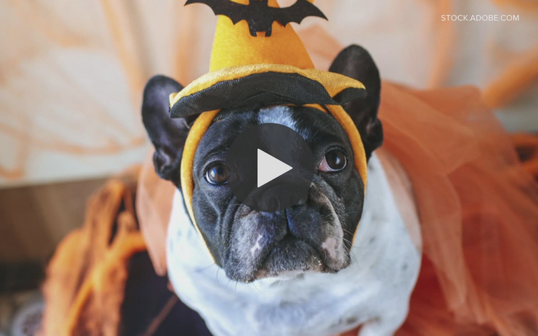 Ways to help pets stay calm on Halloween