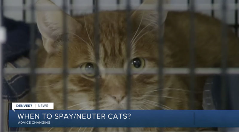 Vets change recommendations on when to spay/neuter kittens