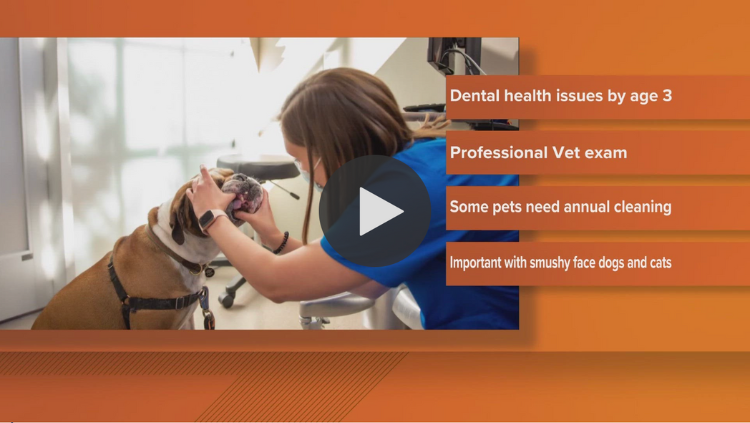 Dr David Liss offers important dental health tips for cat and dog owners.