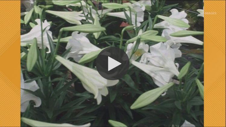 Dr Oakes explains why Easter Lilies (and all other varieties of lilies) are dangerous for cats. Plus, what to do if your pet eats a toxic item.