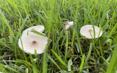 Garden Mushrooms Are Toxic to Dogs (& Outdoor Cats)  You can help your pet: recognize and prevent exposure after rainfall