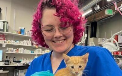 Big Hearts: Heartwarming Kitten Rescues  3 Veterinary Technicians Turn Abandoned Kittens into Beloved Family Members