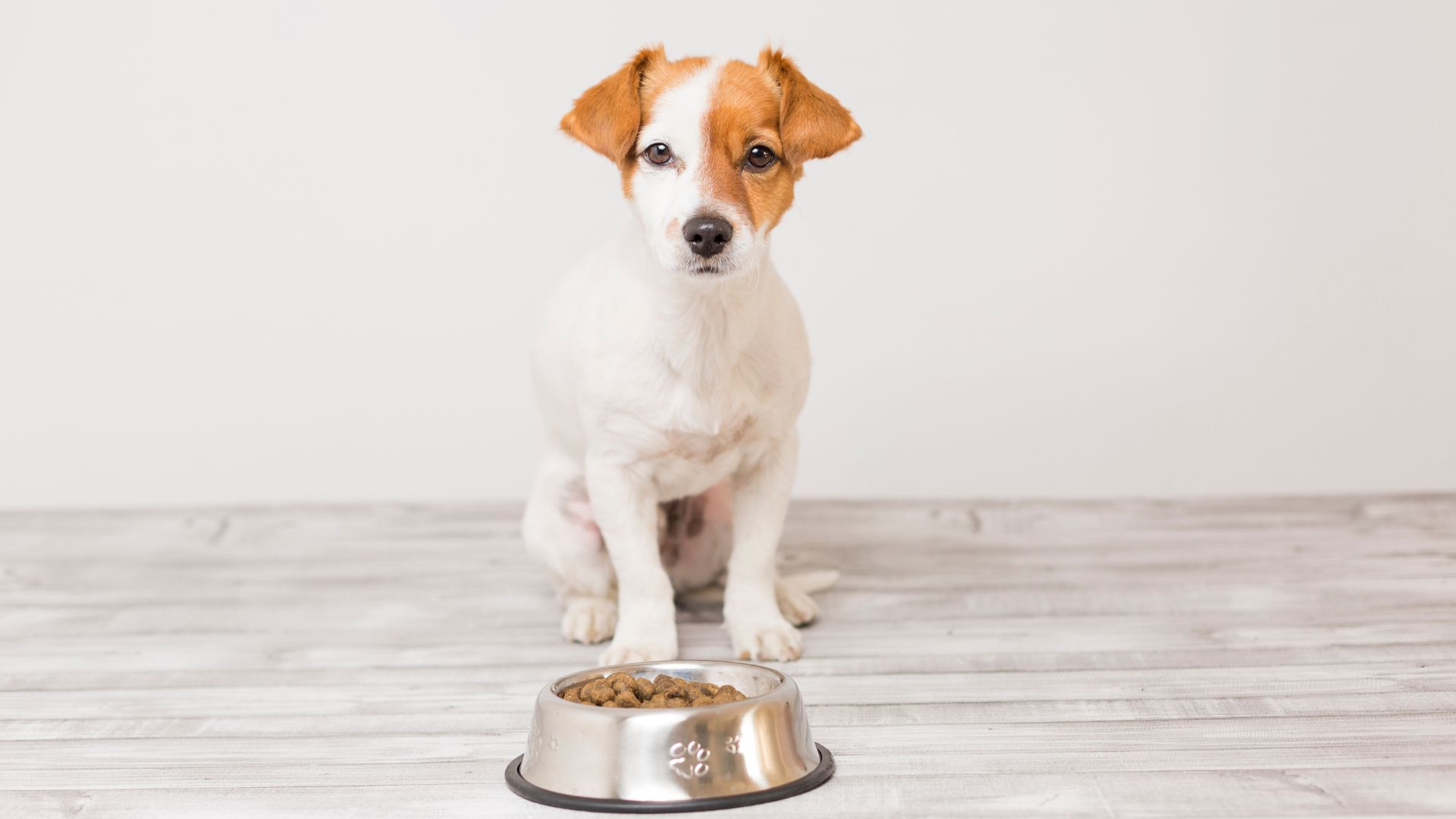 Snapshot of Grain Free Canaan Dog Food For Heart Health