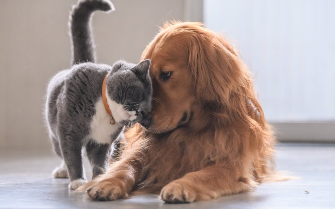 Wildfire Preparedness for Families with Pets  Tips to keep your cats and dogs safe during natural disasters