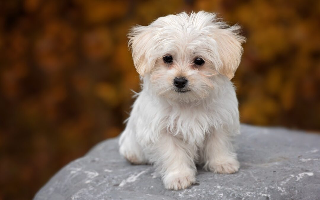 Protect Your Puppy from Canine Parvovirus  It can be life-threatening! Vaccinate your dog to protect them from this virus.