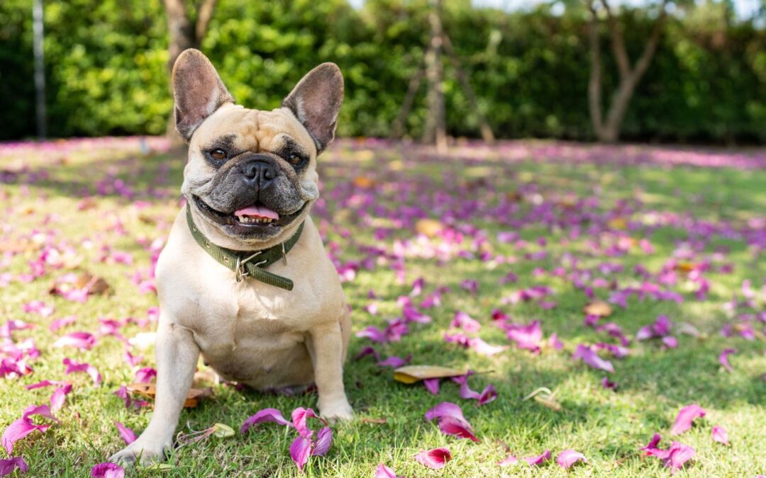 Blue-Green Algae Can be Deadly for Dogs  Know the status of this toxin before enjoying ponds or lakes with your pet