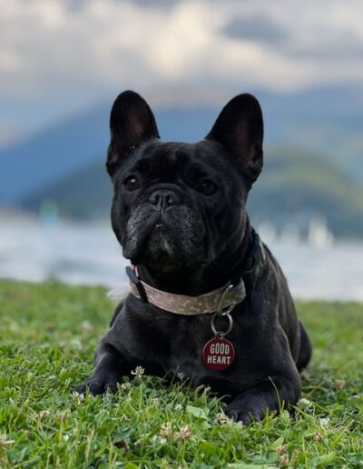 Black French Bulldog with "Good Heart" tag lying on grass with mountains in the background