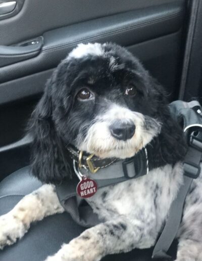 Black and white dog with "Good Heart" tag sitting in a car seat wearing a harness