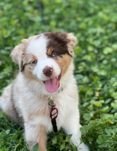 Smiling Australian Shepherd puppy with a "Good Heart" tag sitting on green grass