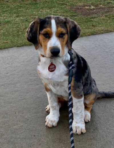 Sad-eyed tricolor dog with "Good Heart" tag sitting on pavement with leash attached