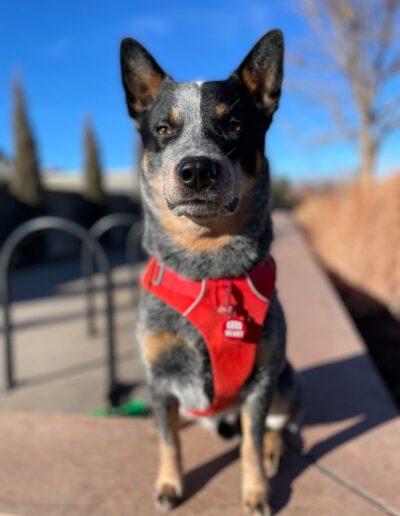 Alert dog in a red harness with "Good Heart" tag sitting outside on a sunny day