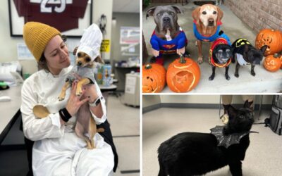 🎃 Fear Free Costume Tips for Pets