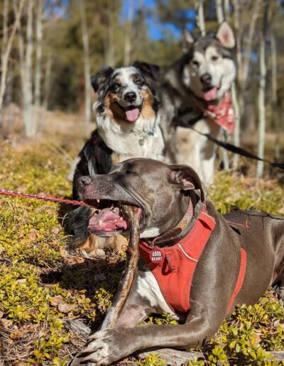 Three happy dogs outdoors, one chewing a stick while wearing a red harness with "Good Heart" tag