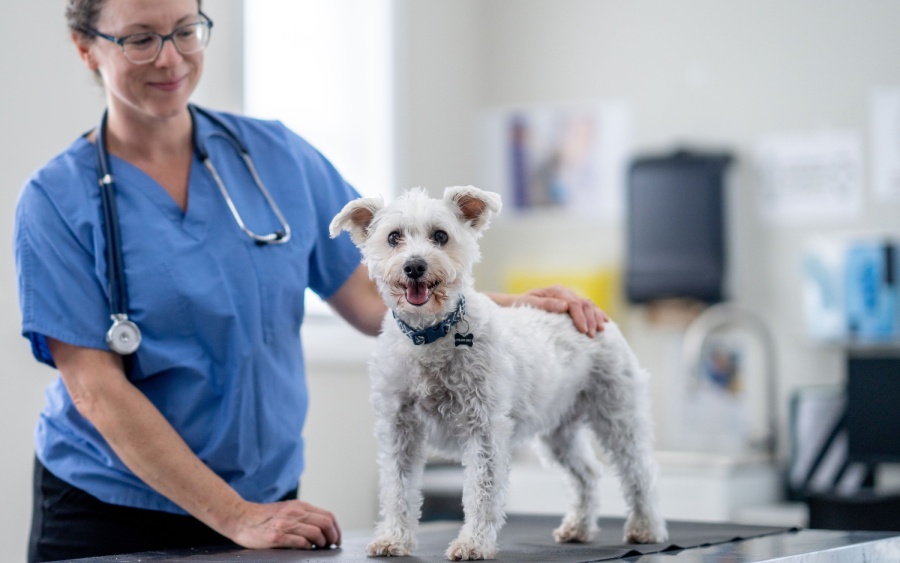 More Than a Cleaning: How Goodheart Approaches Pet Dental Care